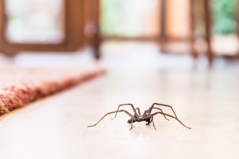 Une araignée dans la maison.