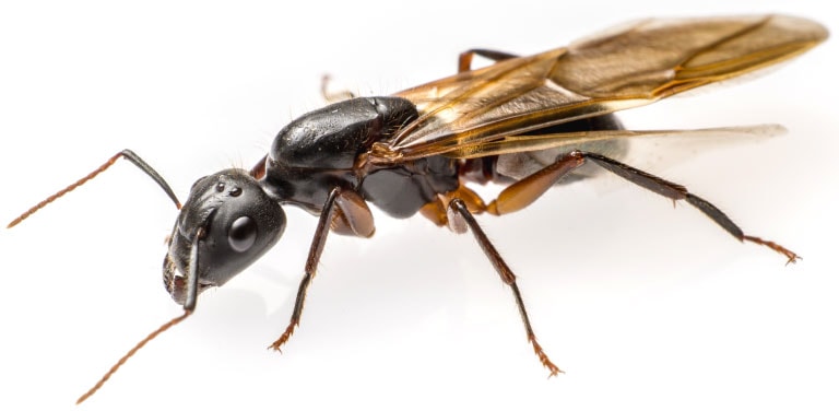 Une fourmi avec des ailes sur un fond blanc.