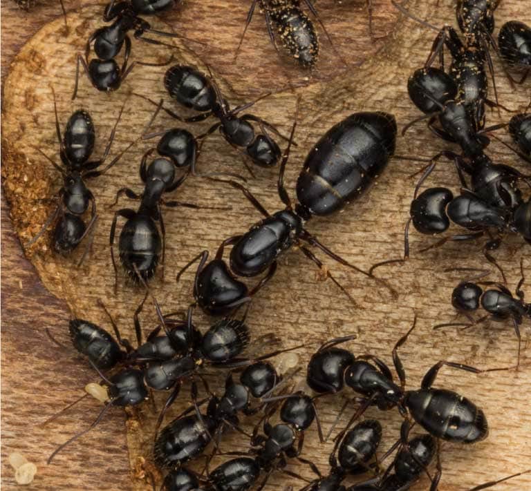 Fourmis charpentière reine, larves et ouvrières.