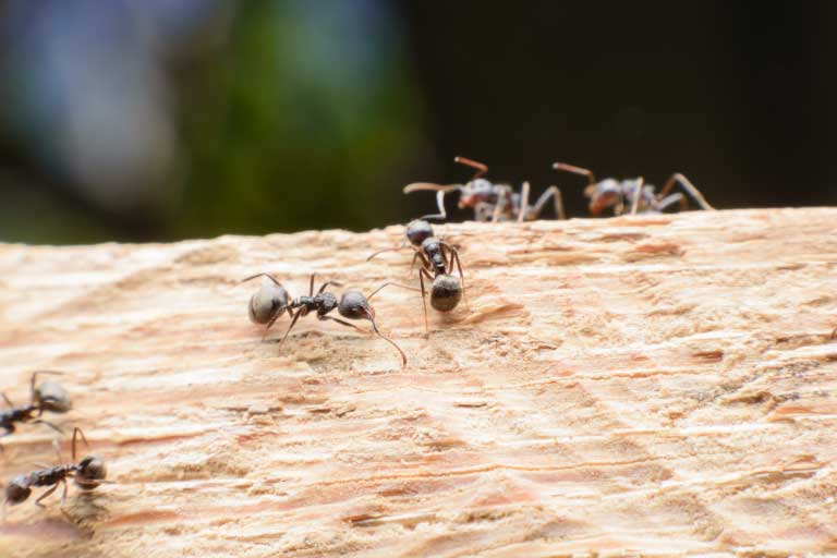 Plusieurs fourmis grugeant du bois.