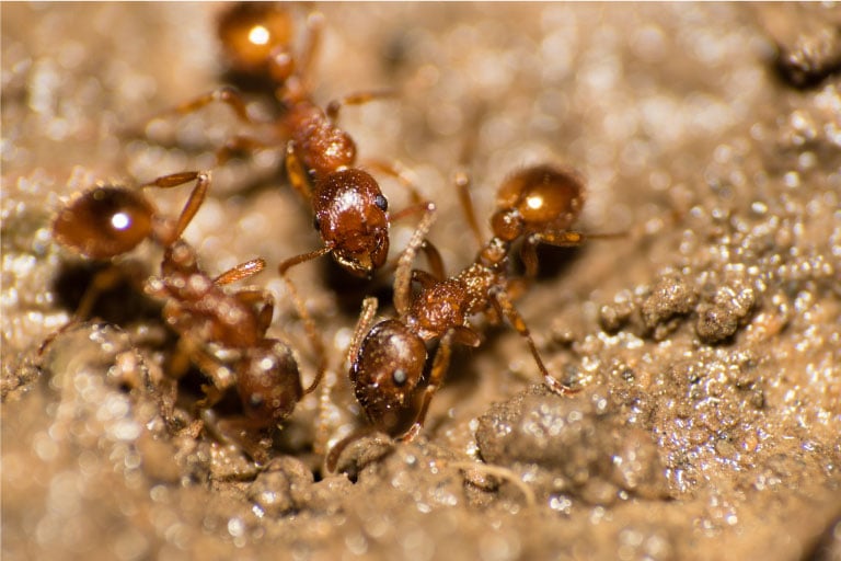 Trois fourmis Pharaon dans le sable mouillé.