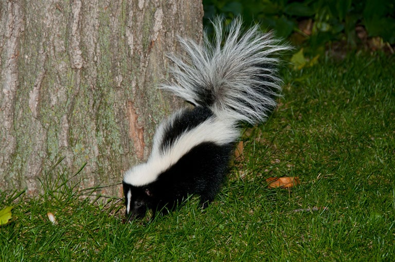 Une moufette dans l'herbe.