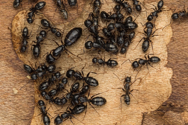 La reine et les ouvrières fourmis charpentières.